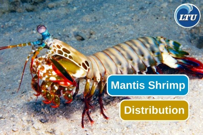 The Remarkable Range of Mantis Shrimp Distribution